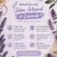 Mater Evae Jabón Lavanda